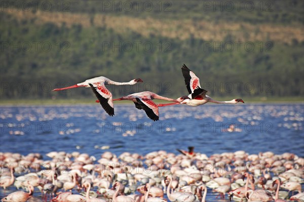 Lesser Flamingo