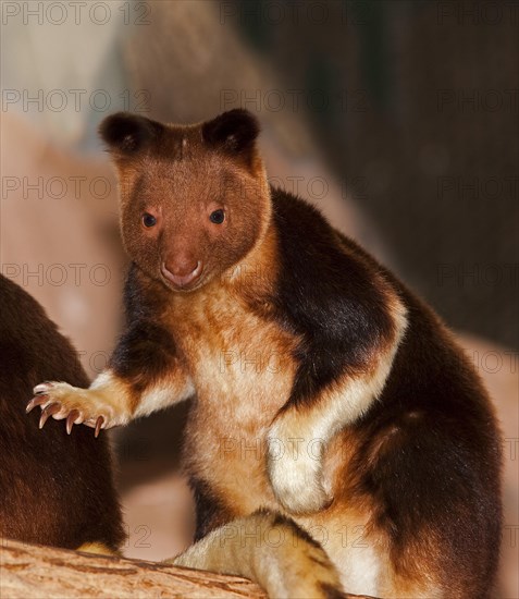 Goodfellow's Buergers' tree kangaroo