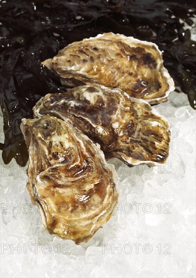 FRENCH AUSTRIA MARENNES D'OLERON ostrea edulis ON ICE
