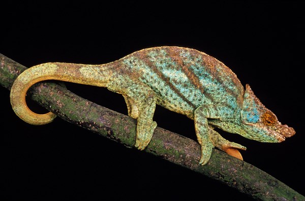 PARSON'S CHAMELEON chamaeleo parsonii
