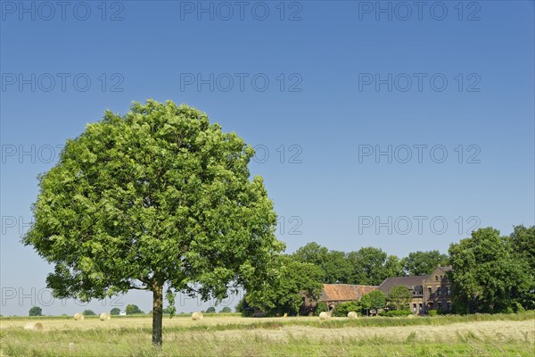 Farm with ash tree