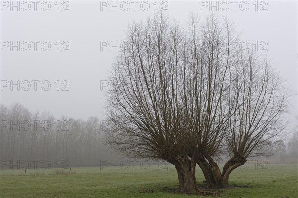 Pollarded Willows