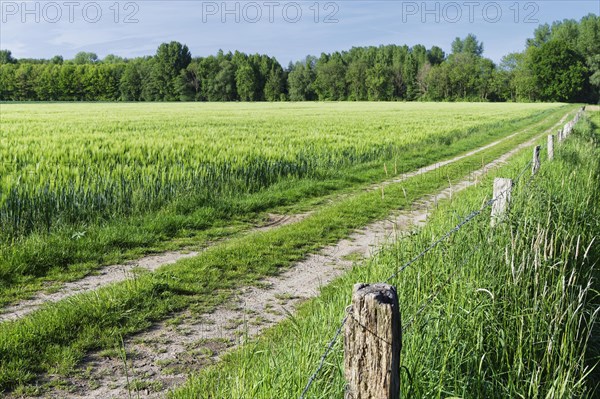 Barley