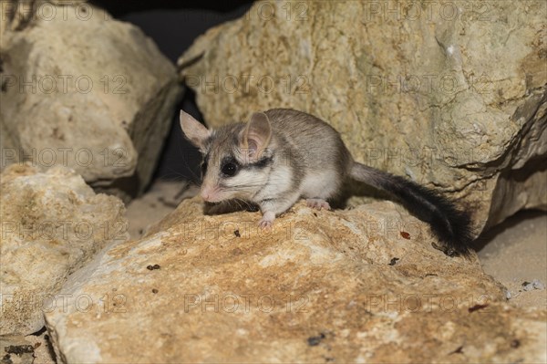 Asian garden dormouse