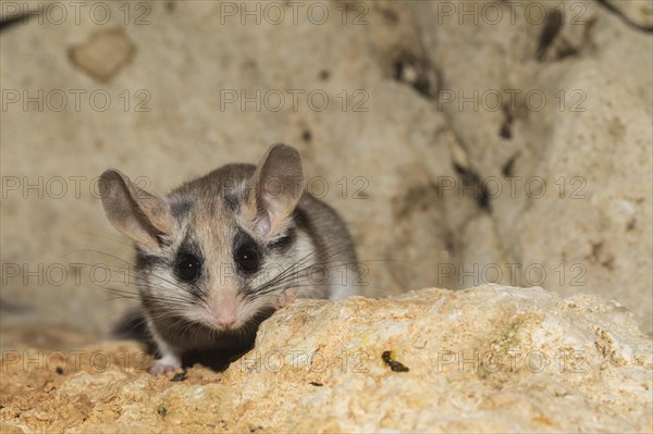 Asian garden dormouse