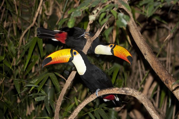TOCO TOUCAN