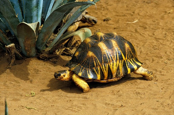 Madagascar Radiated Tortoise