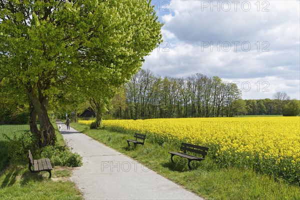 Field with Rape