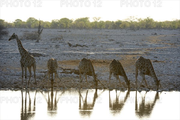 Angolan Giraffe