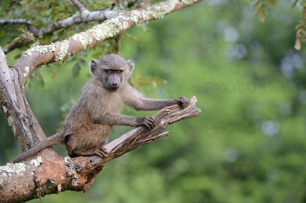Young olive baboon