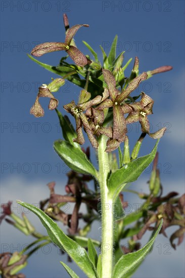 Hesperis tristi