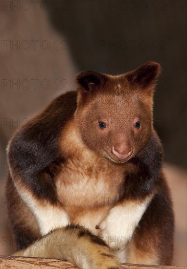 Goodfellow's Buergers' tree kangaroo