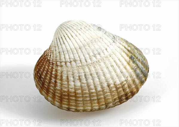 Common Cockle