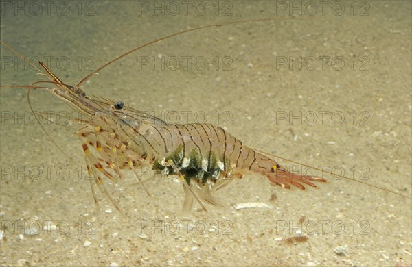 Common Palaemon sp.