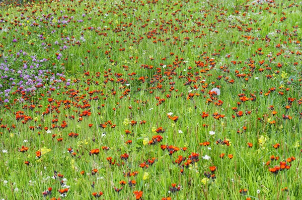 Meadow with wild flowers