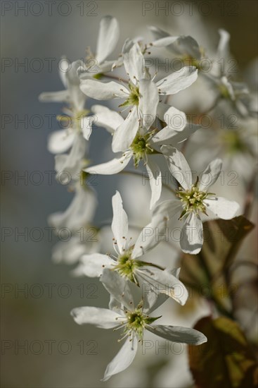 Snowy mespilus