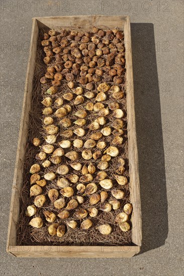 Common figs