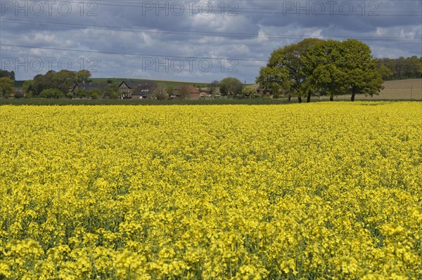 Field with Rape