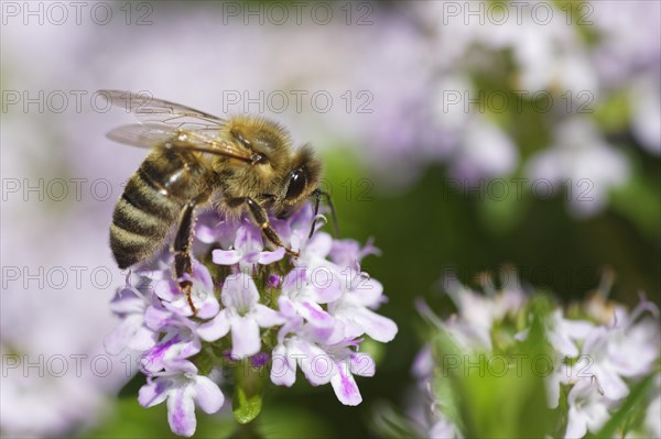 Honey bee