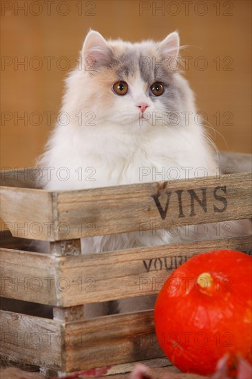 British Longhair