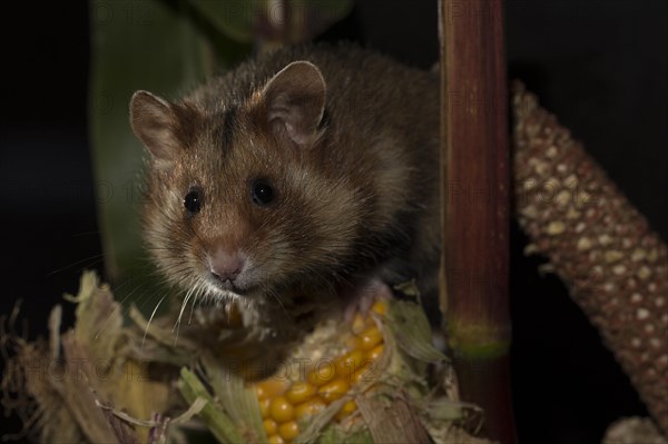 European Hamster