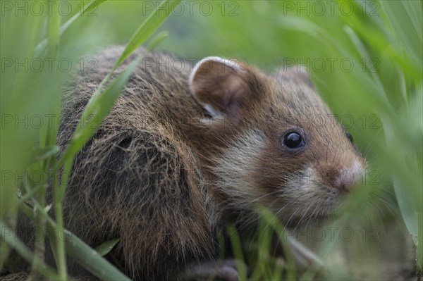 European Hamster