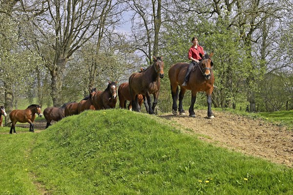 Cob Normand horse