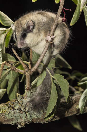 Forest dormouse
