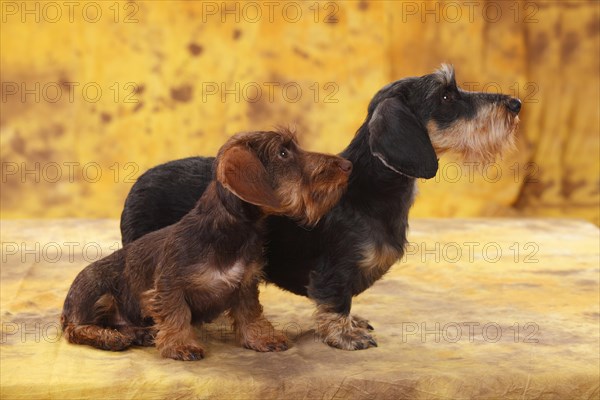 Dwarf greyhound dachshund