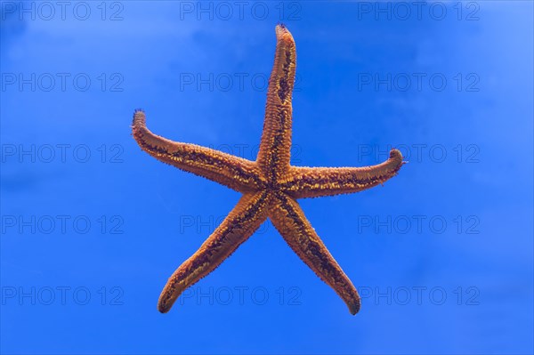 Starfish