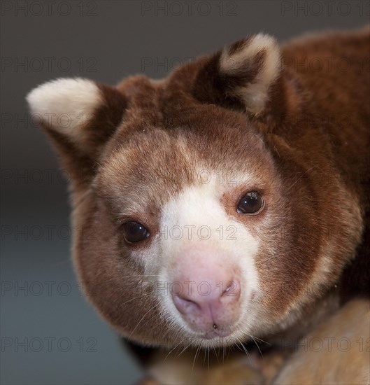 Matschie's tree kangaroo