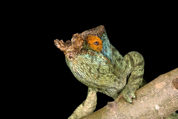 Parsons chameleon