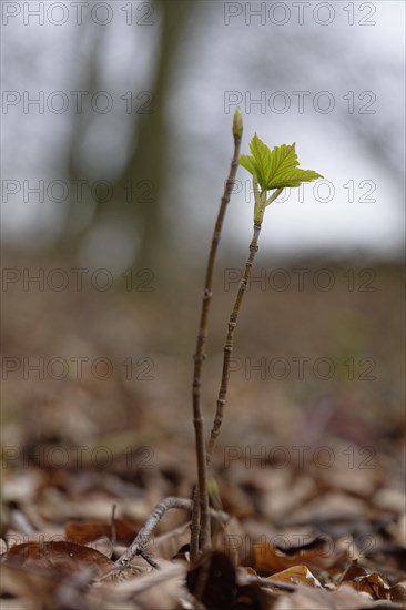Young Sycamore maple