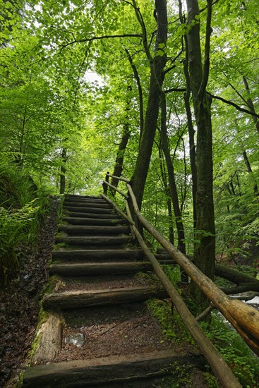 Wooden stairs at the Hoegne