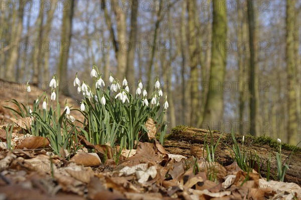 Common snowdrop