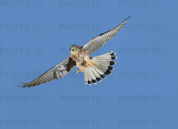 European Sparrowhawk