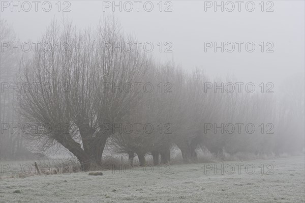 Pollarded Willows