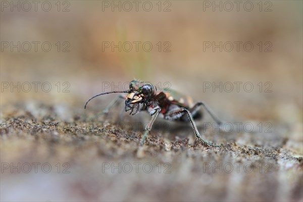 Dune Sand Beetle