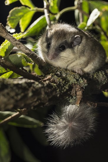 Forest dormouse