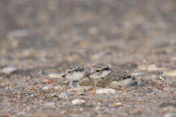 Ringed plover
