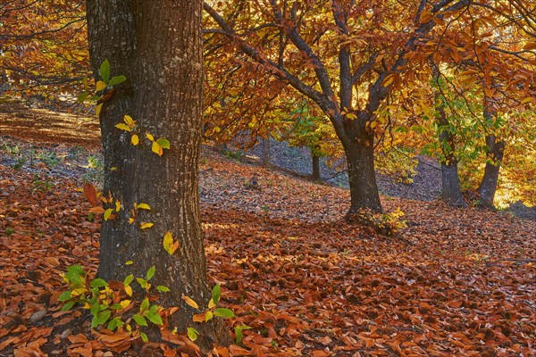 Autumn