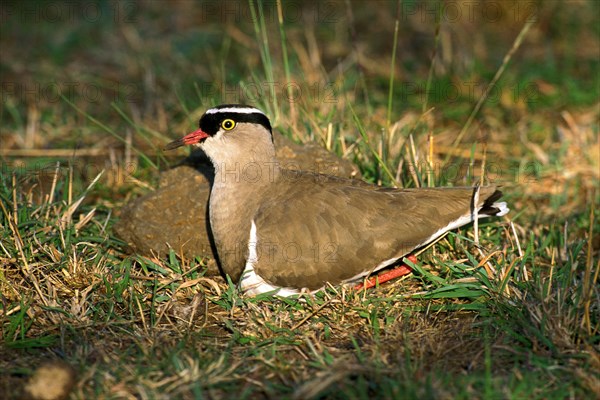 Black Headed Plover