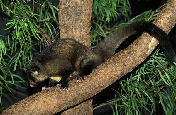 Yellow bellied glider