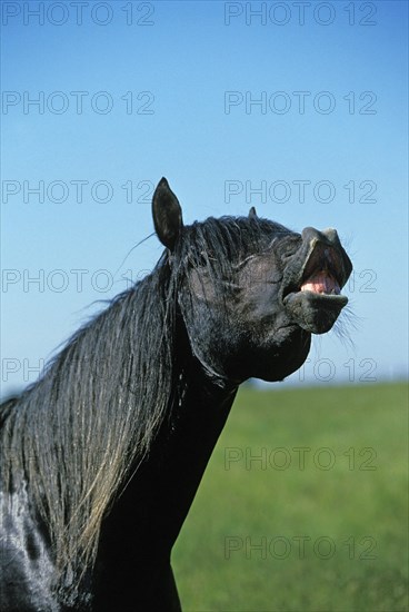 Lusitano stallion