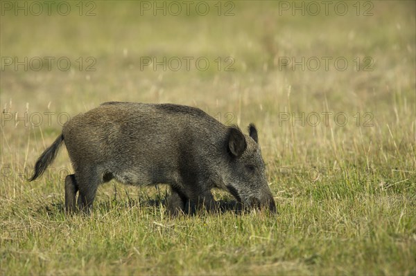 Wild Boar
