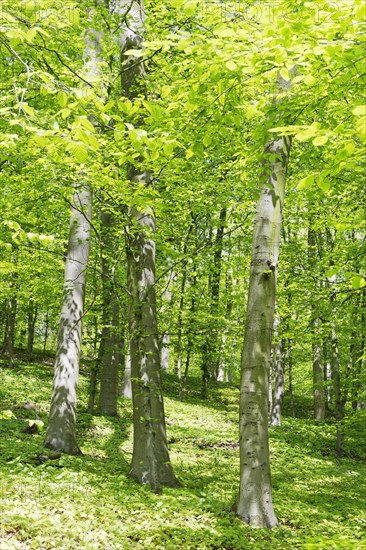 Copper beech