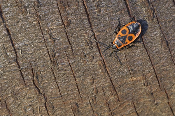 Fire bug