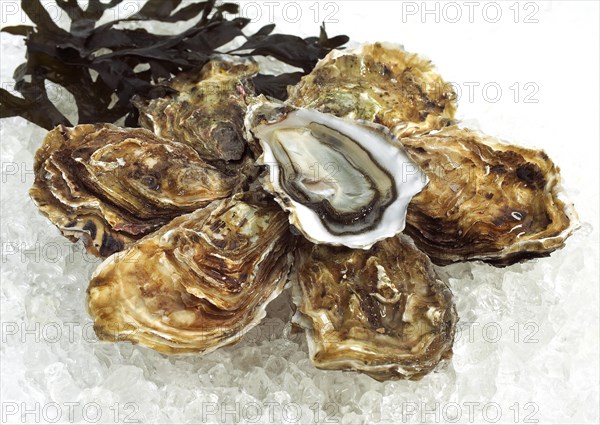 FRENCH AUSTRIA MARENNES D'OLERON ostrea edulis ON ICE