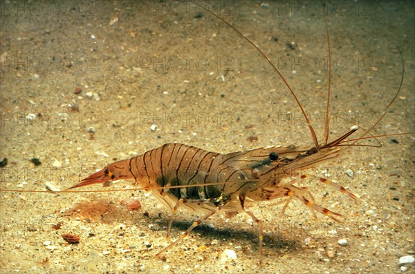 Common Palaemon sp.