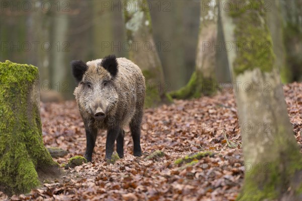 Wild Boar